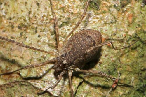 Oligolophus tridens